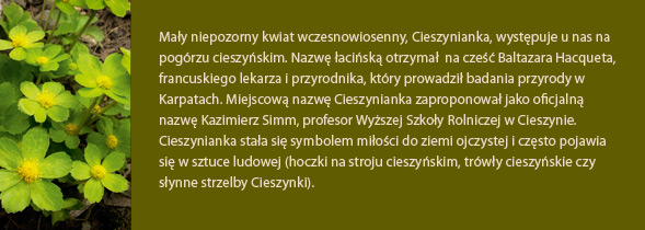 Cieszynianka wiosenna opis